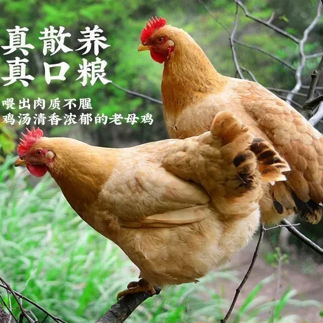 农家散养整只黑麦老母鸡土鸡走地鸡正宗现宰现杀新鲜冷链发货