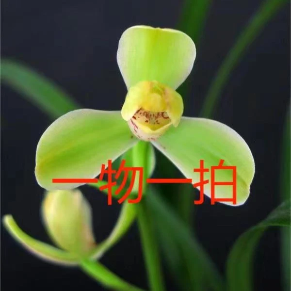 精品兰花 一物一拍 裸根发货