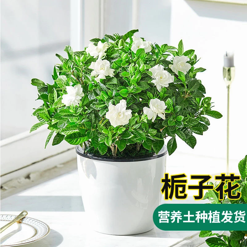 特大盆栀子花带花苞室内盆栽四季开花除甲醛好养开花卉办公室绿植