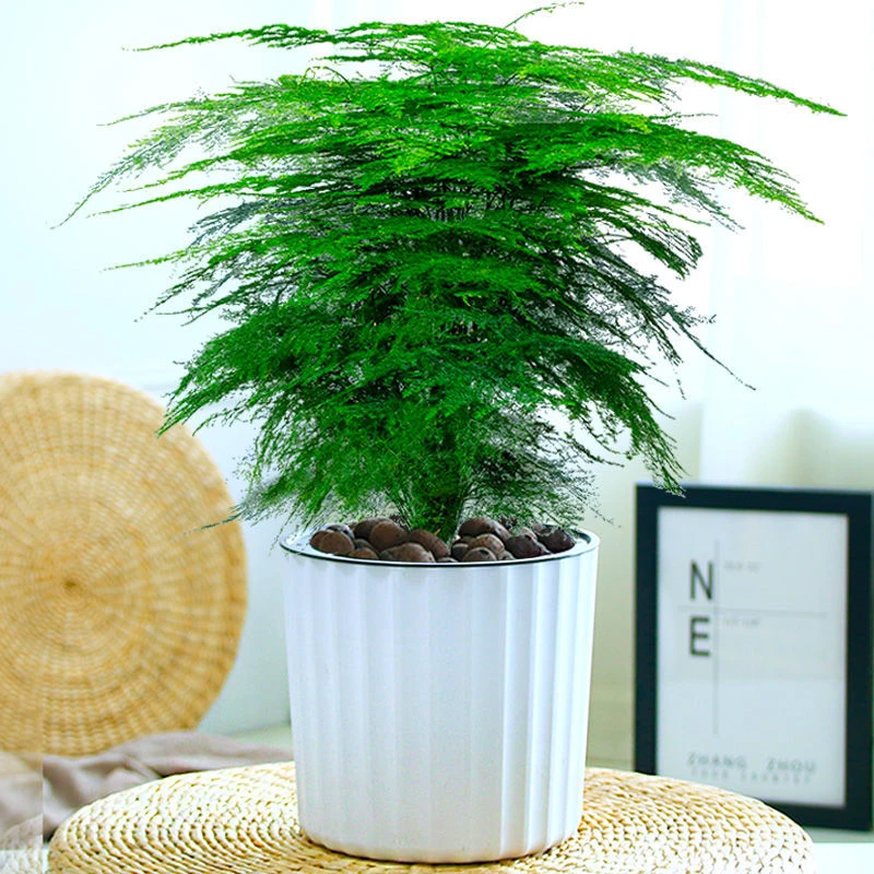 常绿盆栽植物室内净化空气办公室水培小绿植花卉大全盆景四季常青