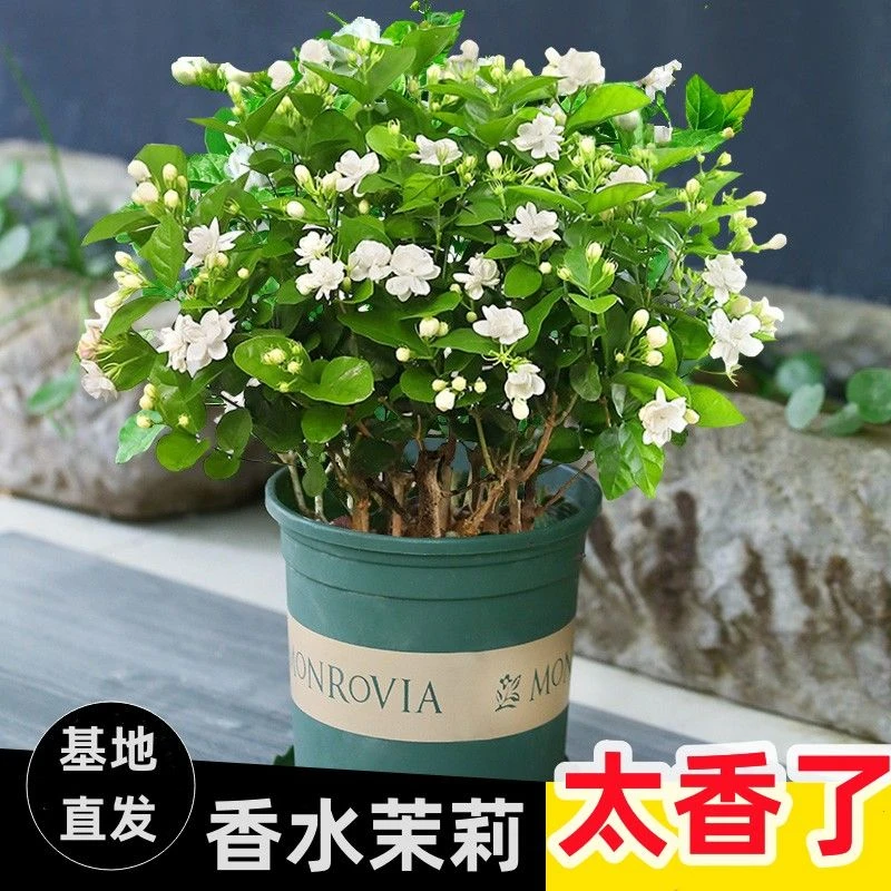 广西重瓣茉莉花浓香型盆栽花卉绿植花期带花苞室内庭院茉莉老桩