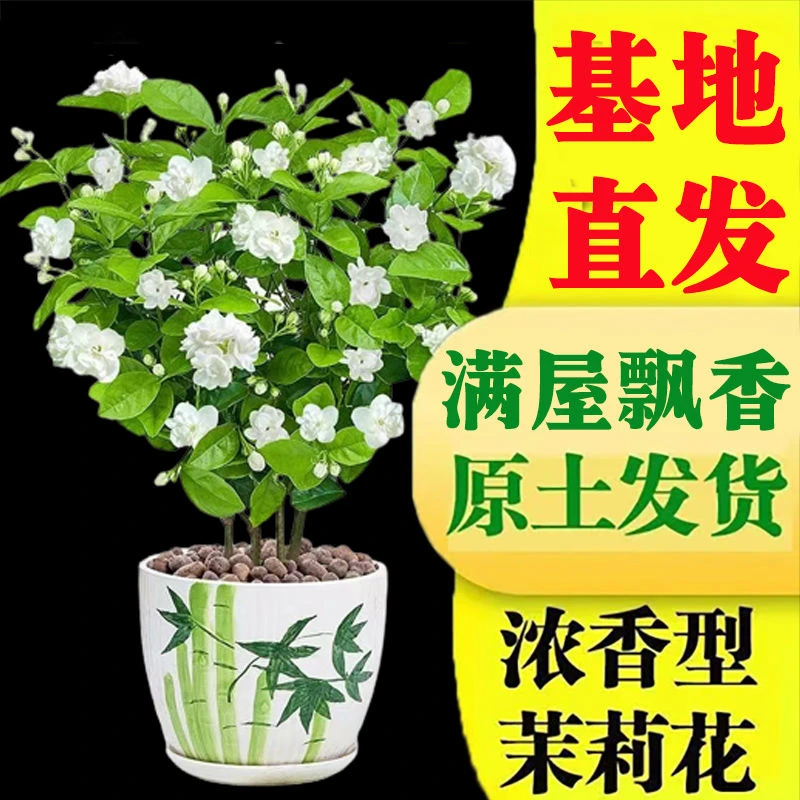 重瓣茉莉花盆栽浓香型带花苞带盆驱蚊绿植花卉室内阳台净化空气