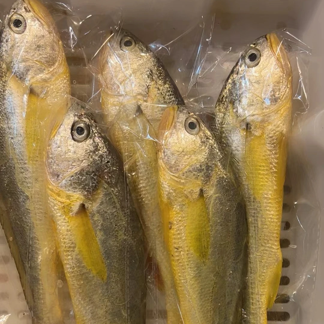 【刘老怪推荐现称现拍】舟山精品野生精品小黄鱼(黄花鱼） 鲜货现发
