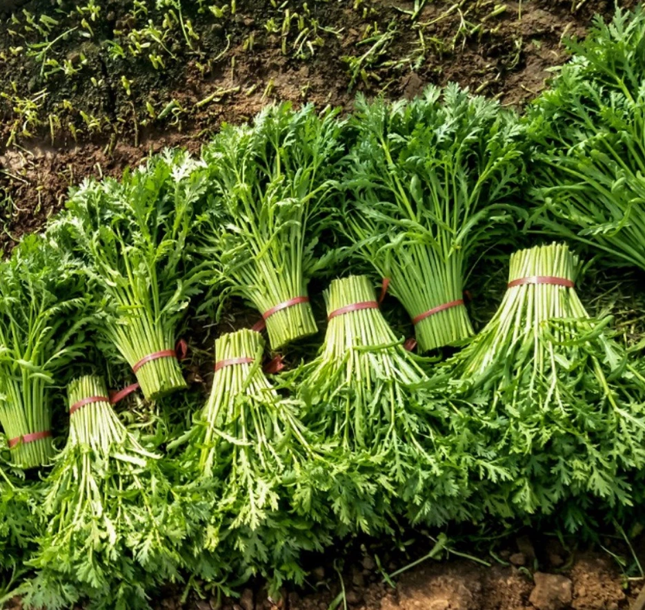 【蔬菜配送】茼蒿 约400g