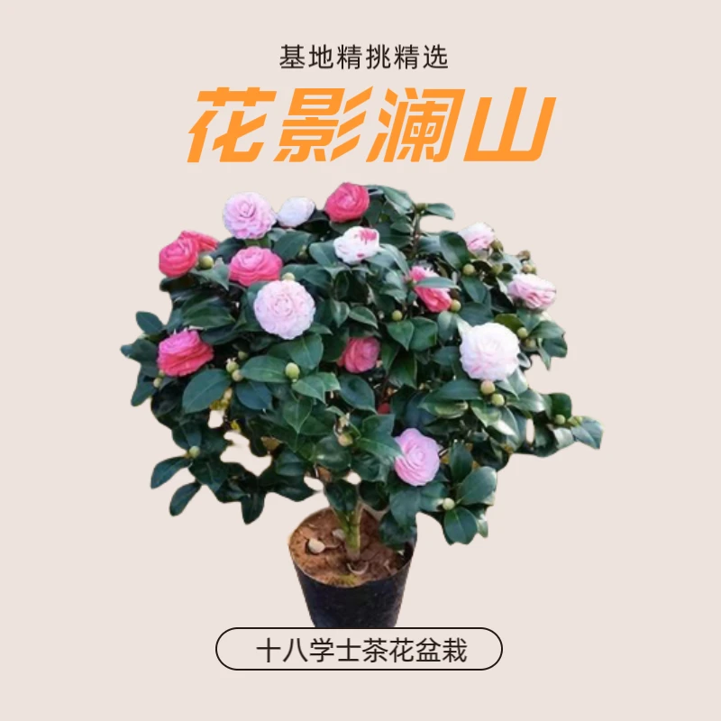 十八学士山茶花盆栽花卉花开多色茶花阳台庭院品种茶花盆栽花卉