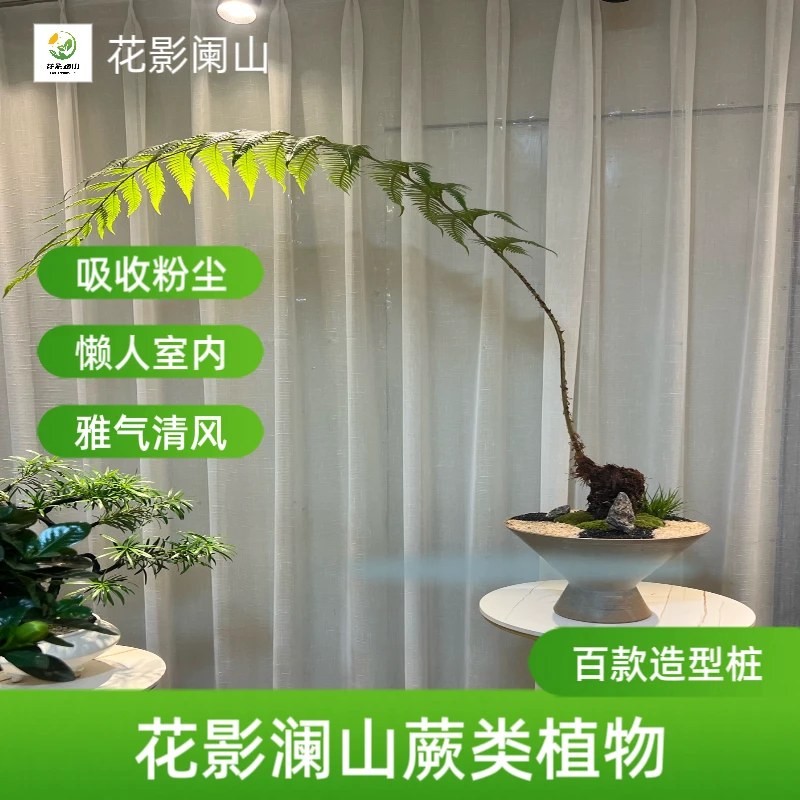 红麟蕨绿植盆栽孢子类植物盆栽室内客厅阳台庭院蕨类盆景素材盆栽