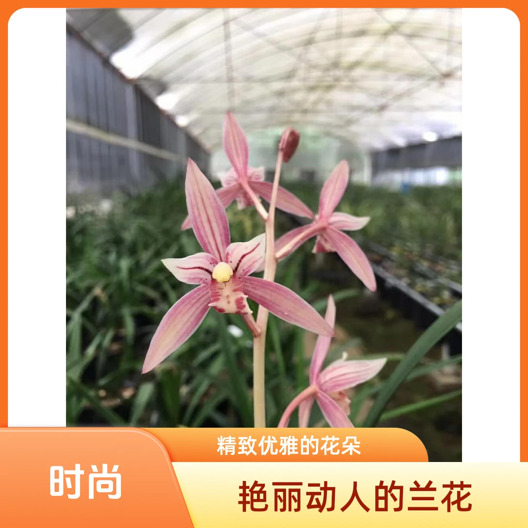 名贵精品高档兰花浓香型【市长红】室内绿植兰草盆栽室宜家栽培