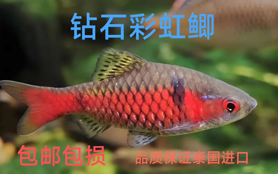 泰国进口原生冷水鱼钻石彩虹鲫淡水小型群游观赏鱼活体红黑宝石鲫