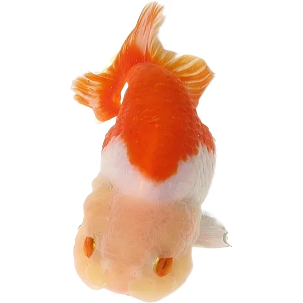 严选兰寿玛丽泰狮金鱼观赏鱼饲养养鱼超萌好物（泓源养殖直播链接）