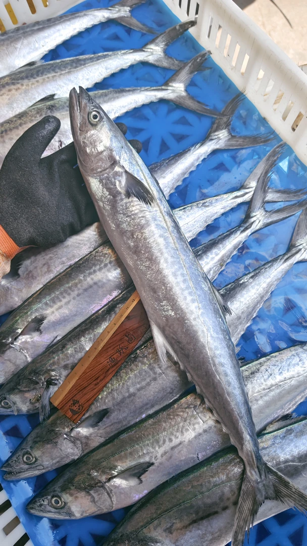 黄海捕捞新鲜大鲅鱼4斤2-3条，威海速冻发货