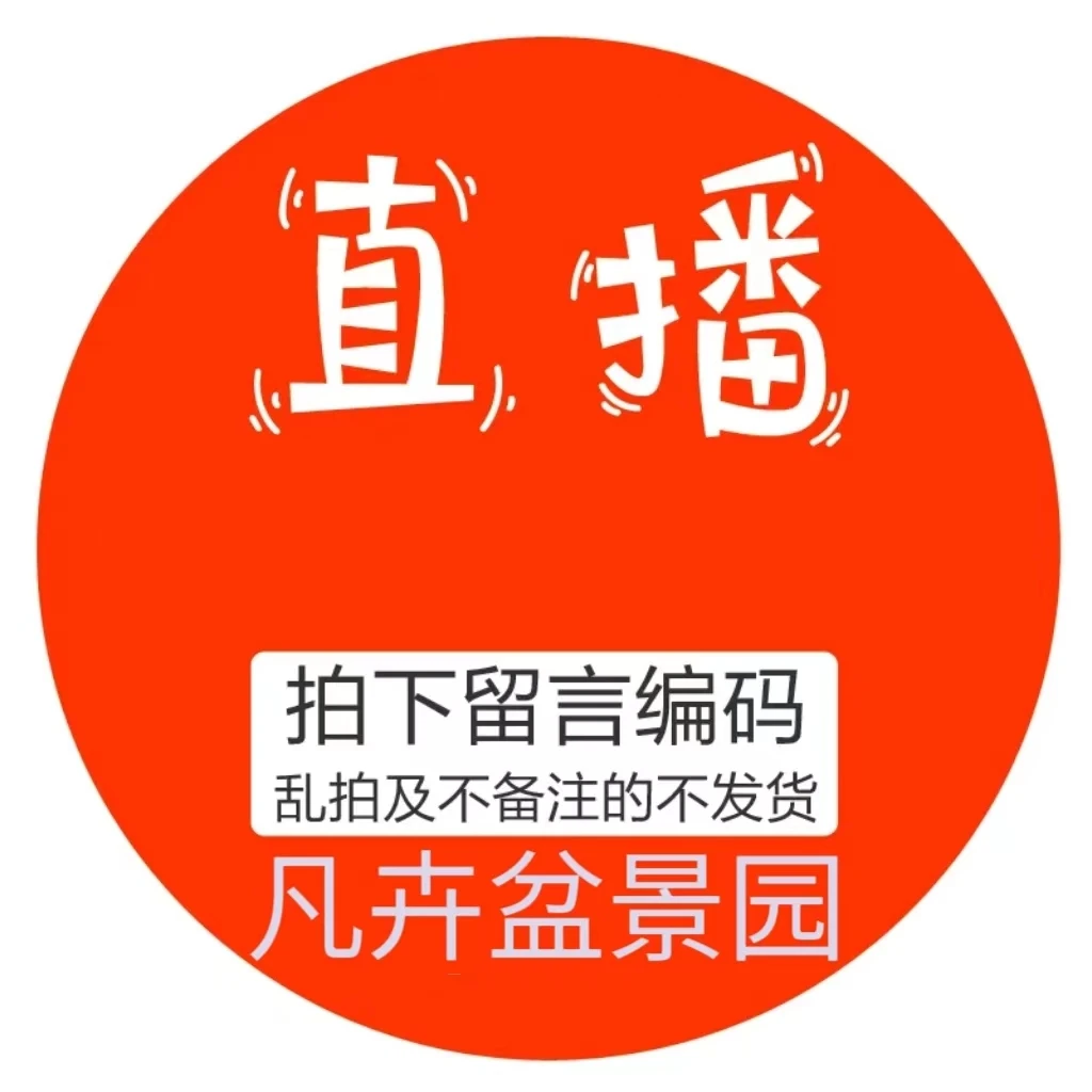 凡卉盆景园三角梅老桩绿植盆栽一物一拍