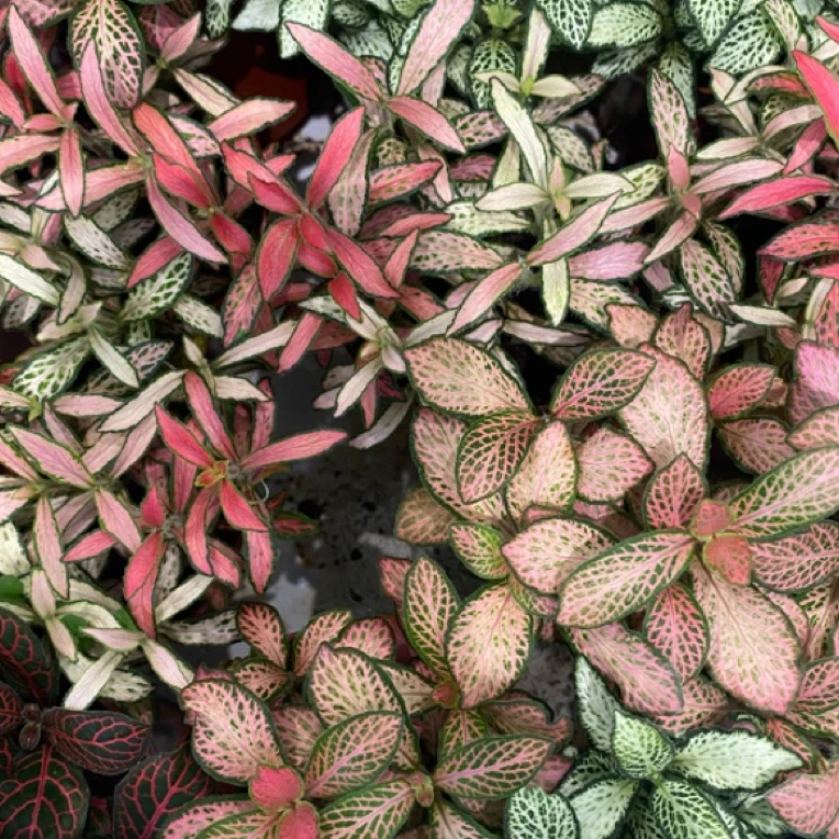 微景观diy网纹草