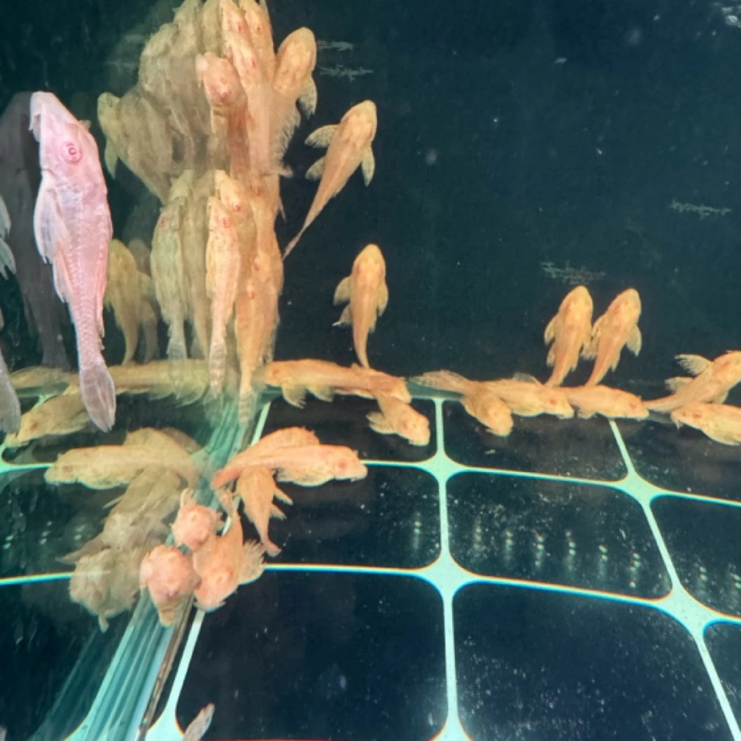 明天小鱼女王大帆鱼缸工具鱼