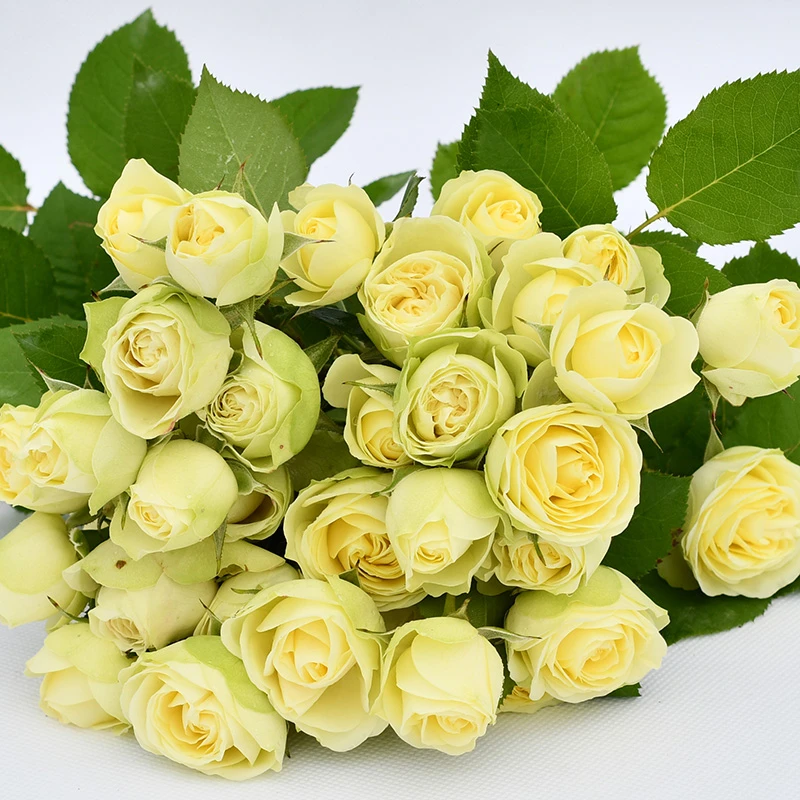 奶油龙沙月季花苗多头欧月开花鲜花四季盆栽花卉庭院阳台植物玫瑰