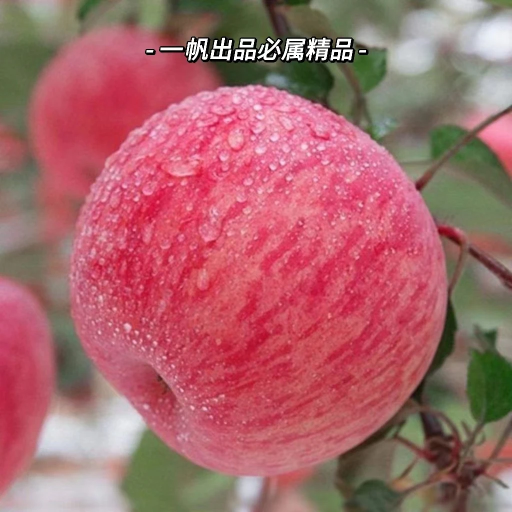 【顺丰包邮】正宗重量栖霞红富士营养条纹2001现摘现发脆甜爽口新鲜