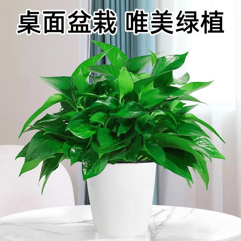 绿植绿萝盆栽一个，植物盆栽花卉