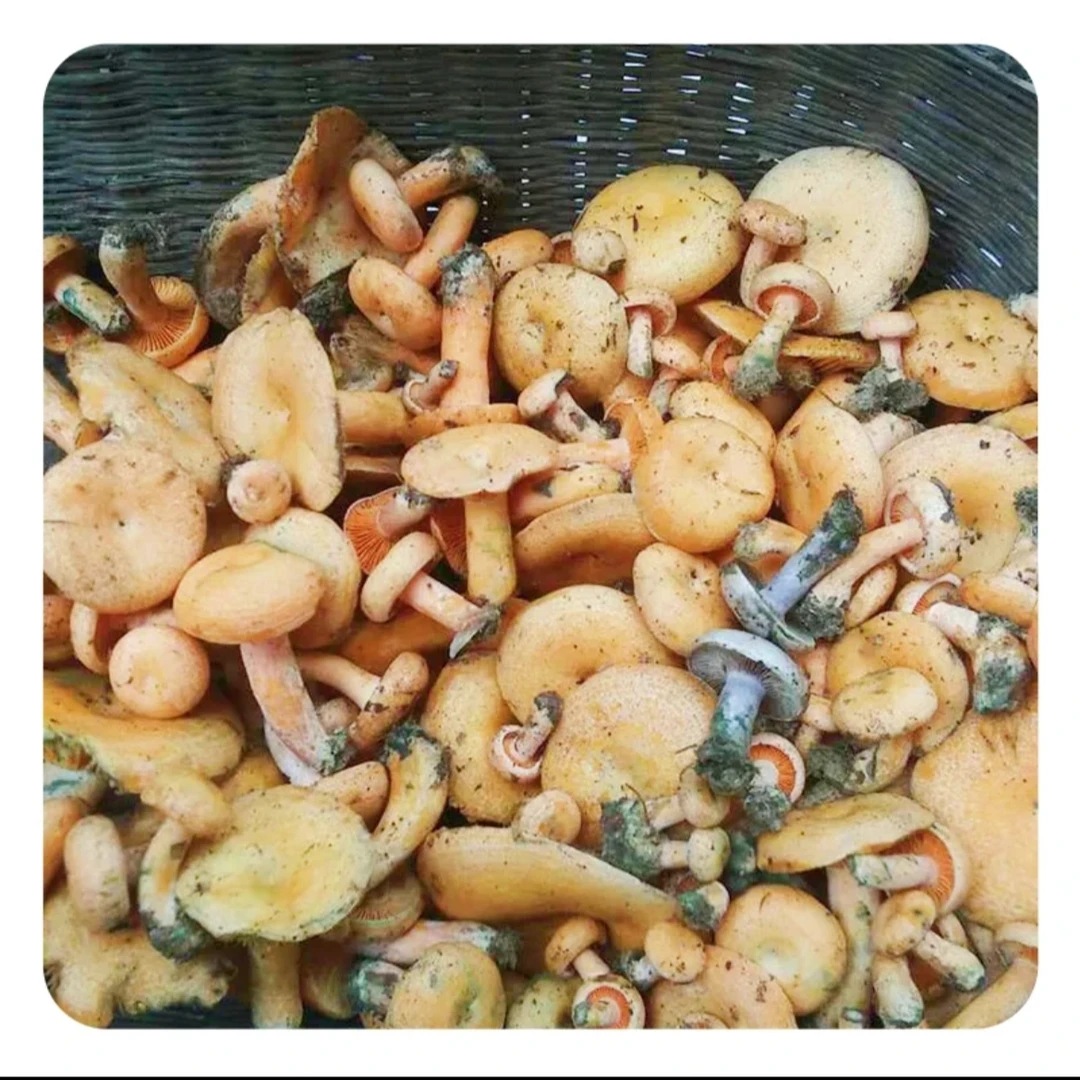 枞树菇汤开盖开加热即食罐装食品预制菜速食简单快捷方便懒人食品