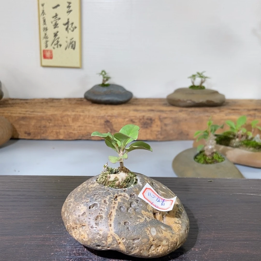 红陶20CM（含）-50CM（不含）?**?