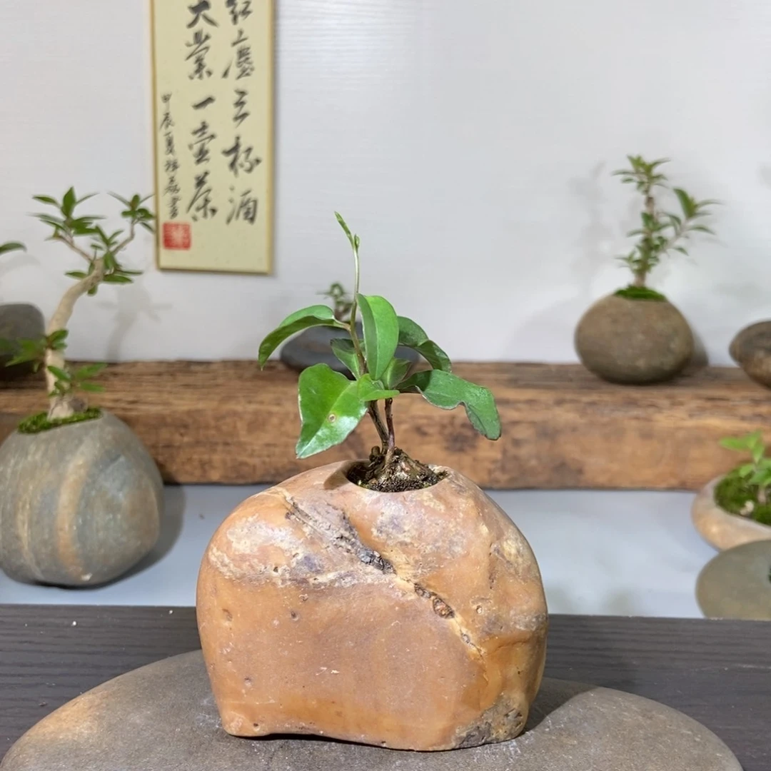 红陶20CM（含）-50CM（不含）艾****n