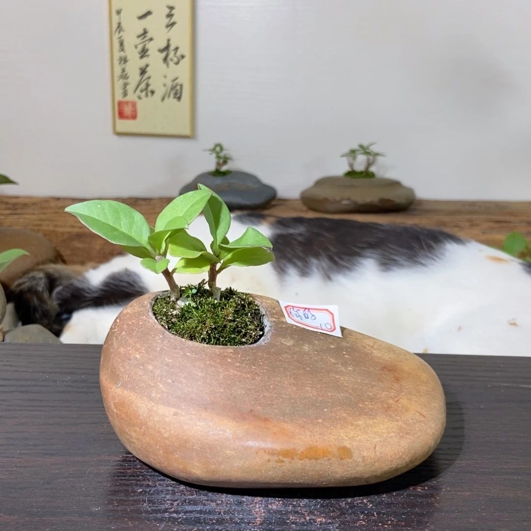 红陶20CM(含)-50CM(不含)你****酒