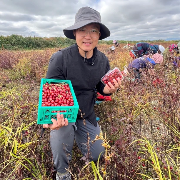 蔓越莓鲜果产地直发 10年老树头茬/现采现发/每盒都有多放