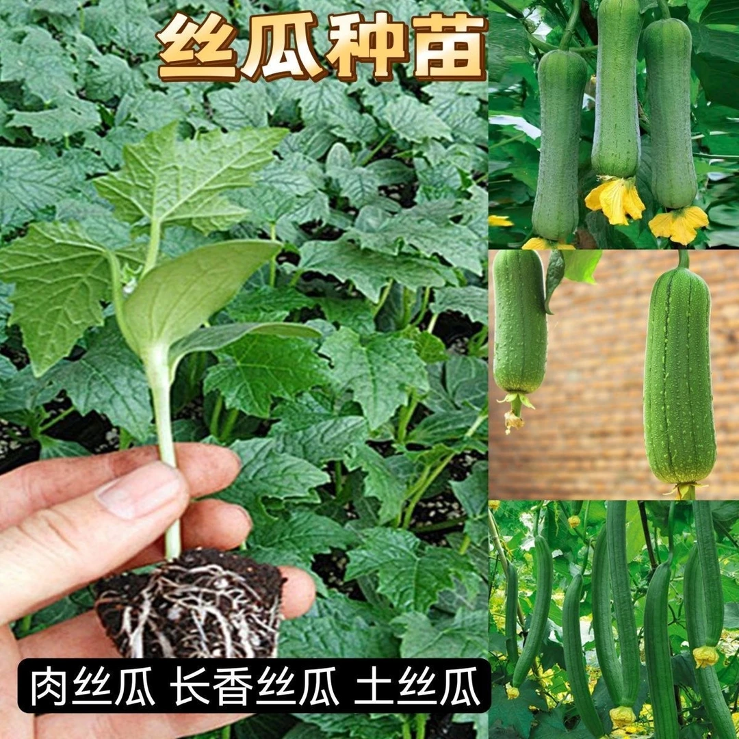 丝瓜苗早熟各种长香丝瓜苗高产多肉丝瓜苗牛奶丝瓜长棱丝瓜苗带土