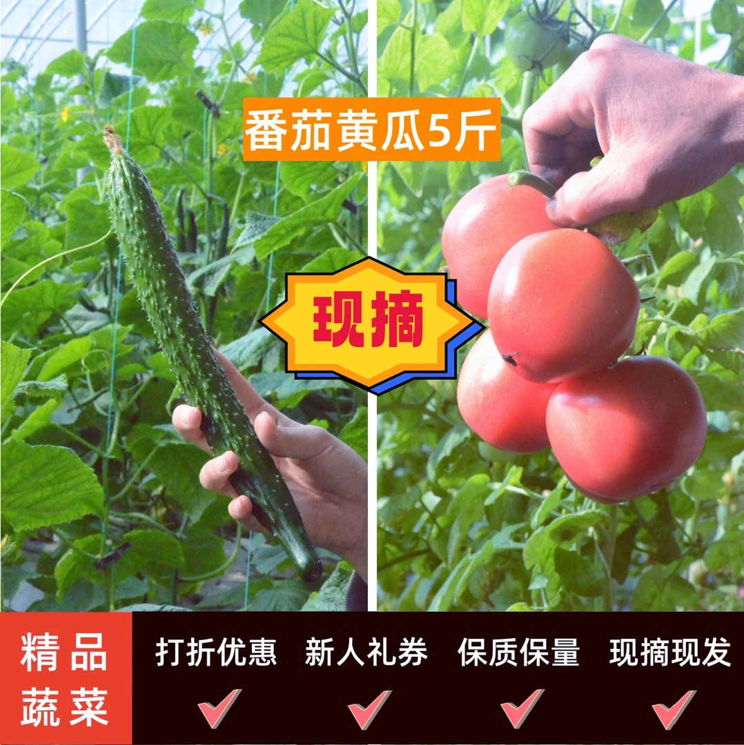 农家种植新鲜采摘现摘现发黄瓜红番茄净重5斤精品组合套餐优惠