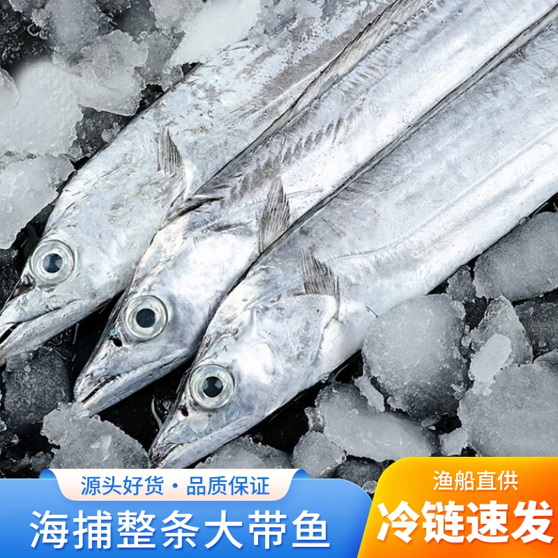 【顺丰】精品新鲜海捕带鱼整条特大银鱼鲜活速冻小眼刀鱼连云港海鲜