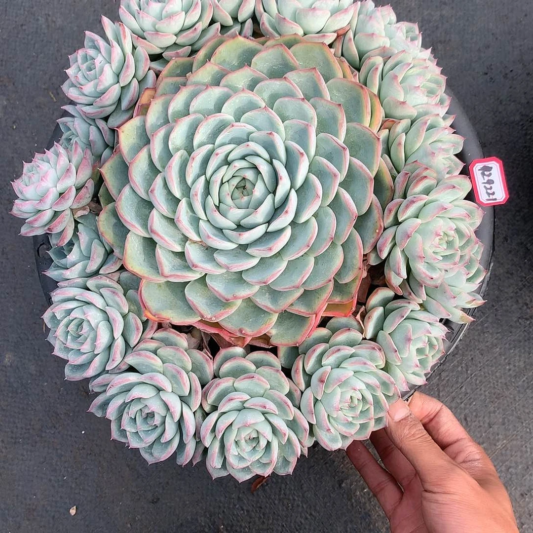 ?**?29221粉水晶29221