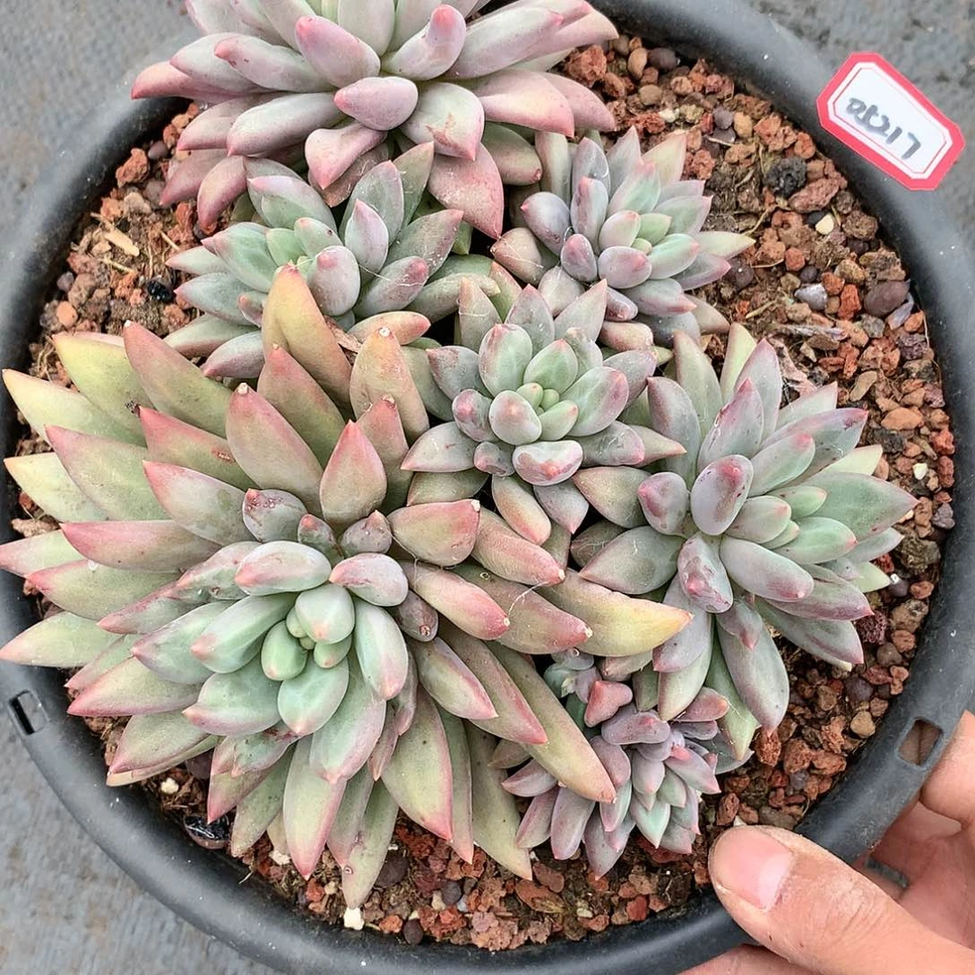 何*红蜻蜓0521705217