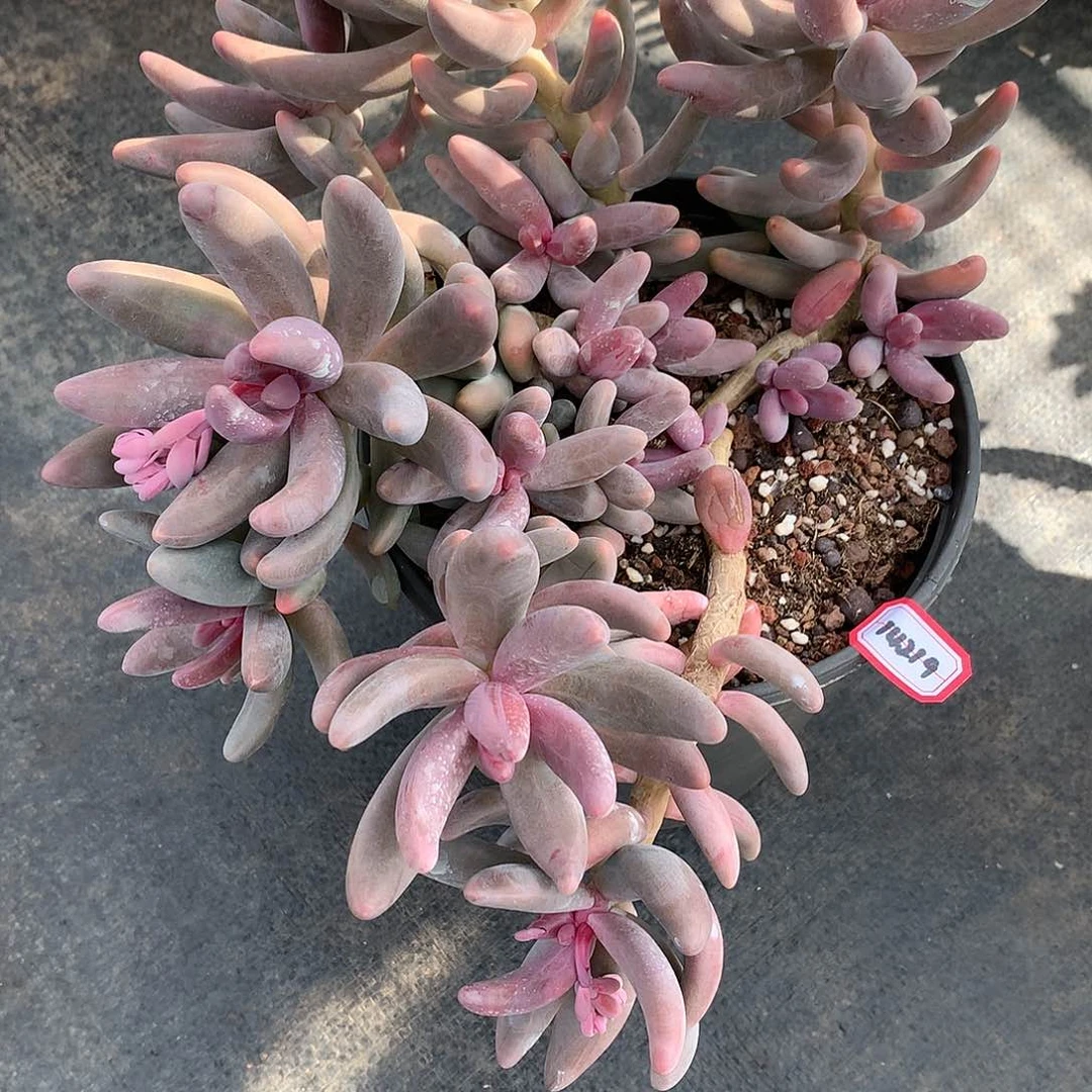 红*14219红手指14219