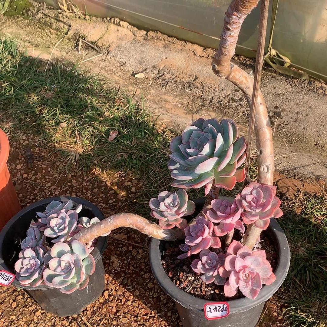 ?**?29245.29246冰心蝴蝶