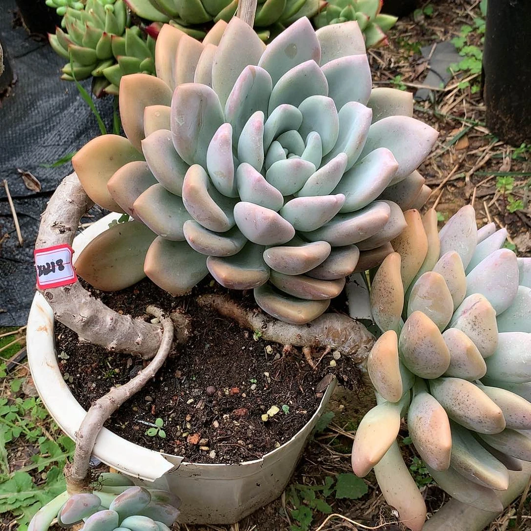 ?****?奥普21218.奥普