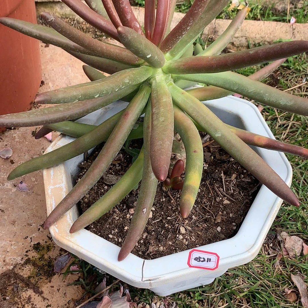 我**上05211椰子树05211