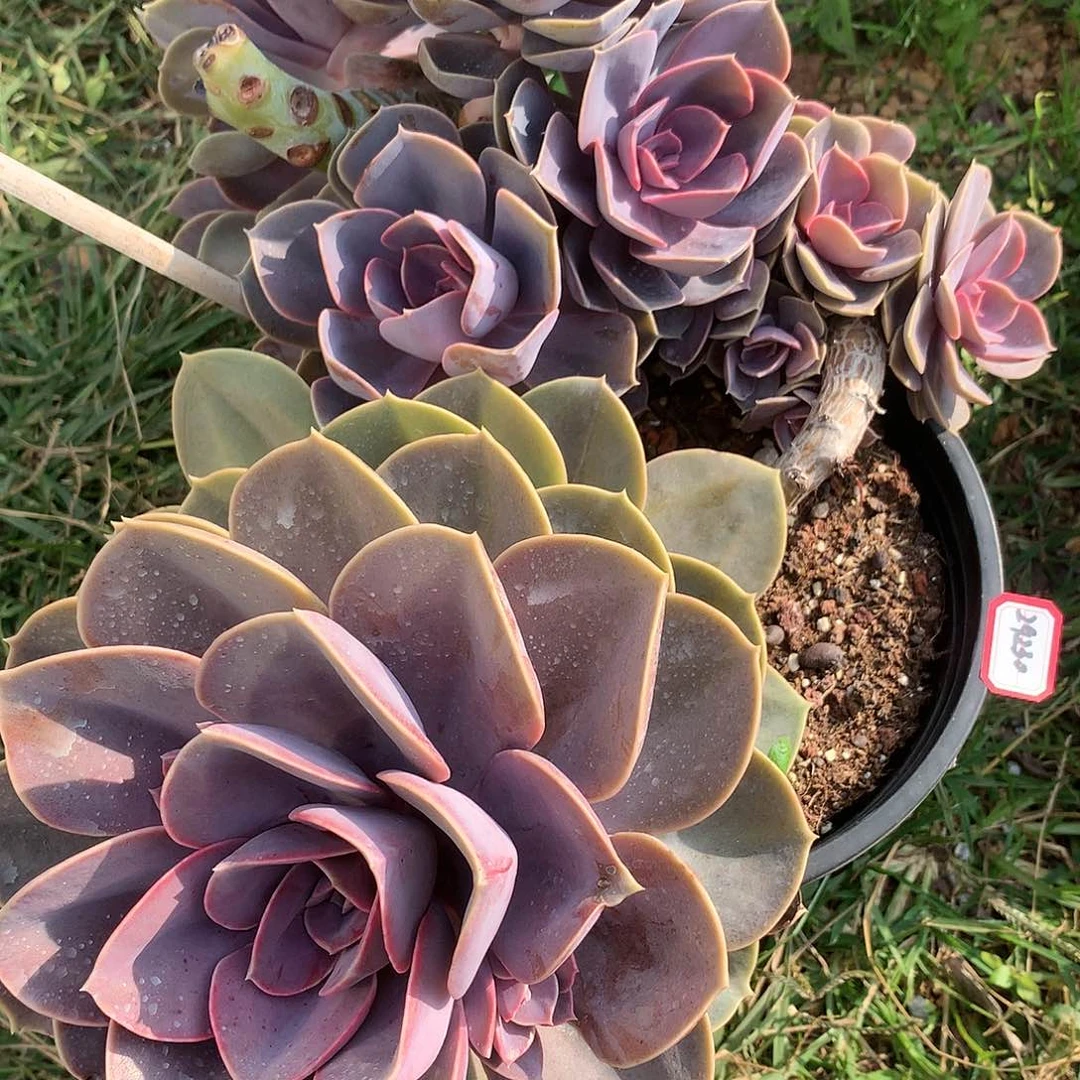 跳***?29230紫珍珠29230