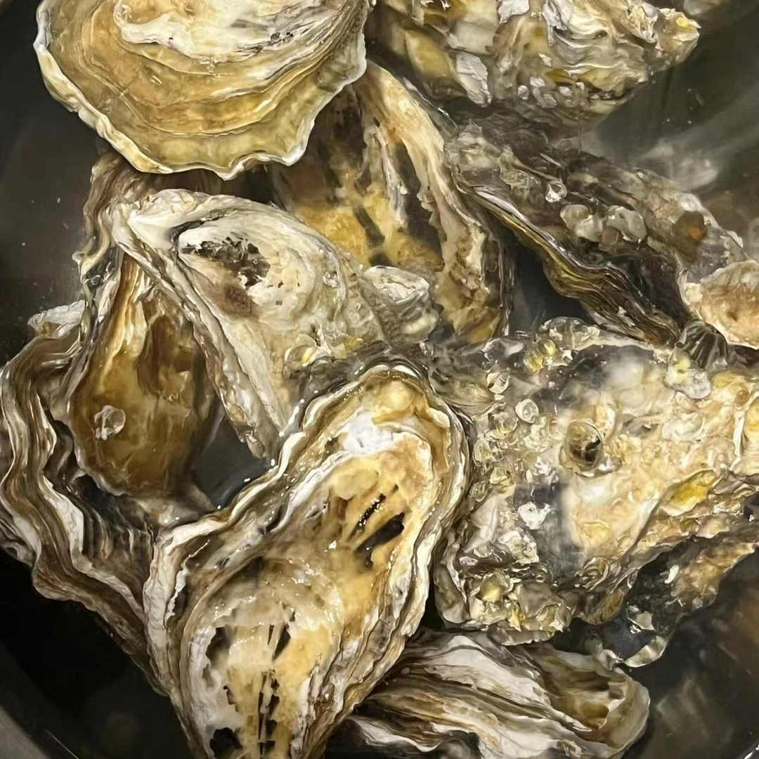 鲜活品质生蚝2两/3两/4两/5两