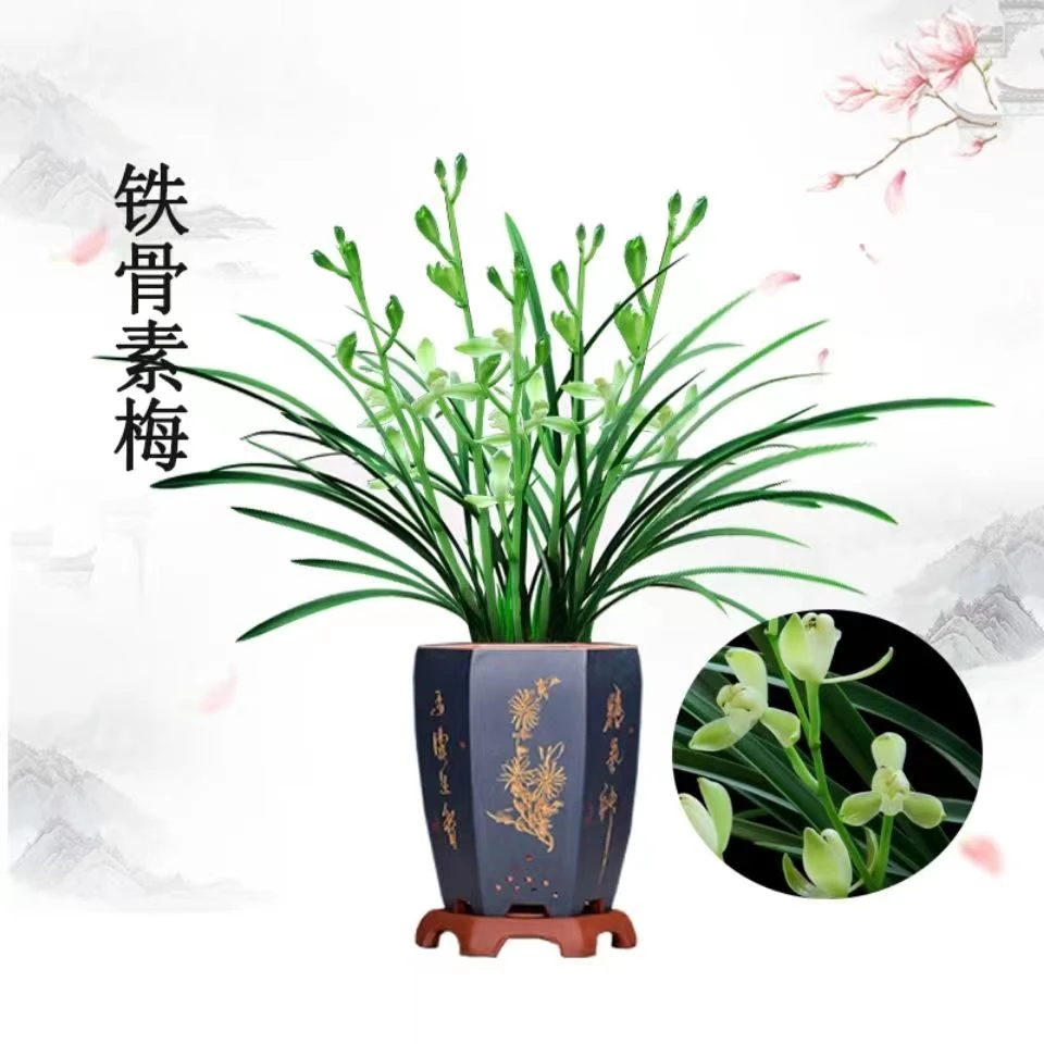 【铁骨素梅】 四季兰 兰花盆栽绿植花卉素色花浓香