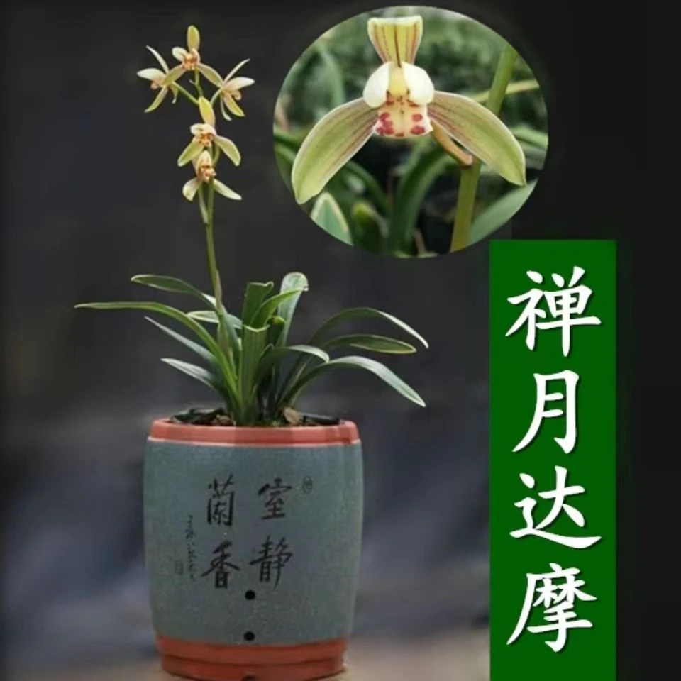 【禅月达摩】四季兰也叫观叶四季达摩花香金边线艺办公室栽培