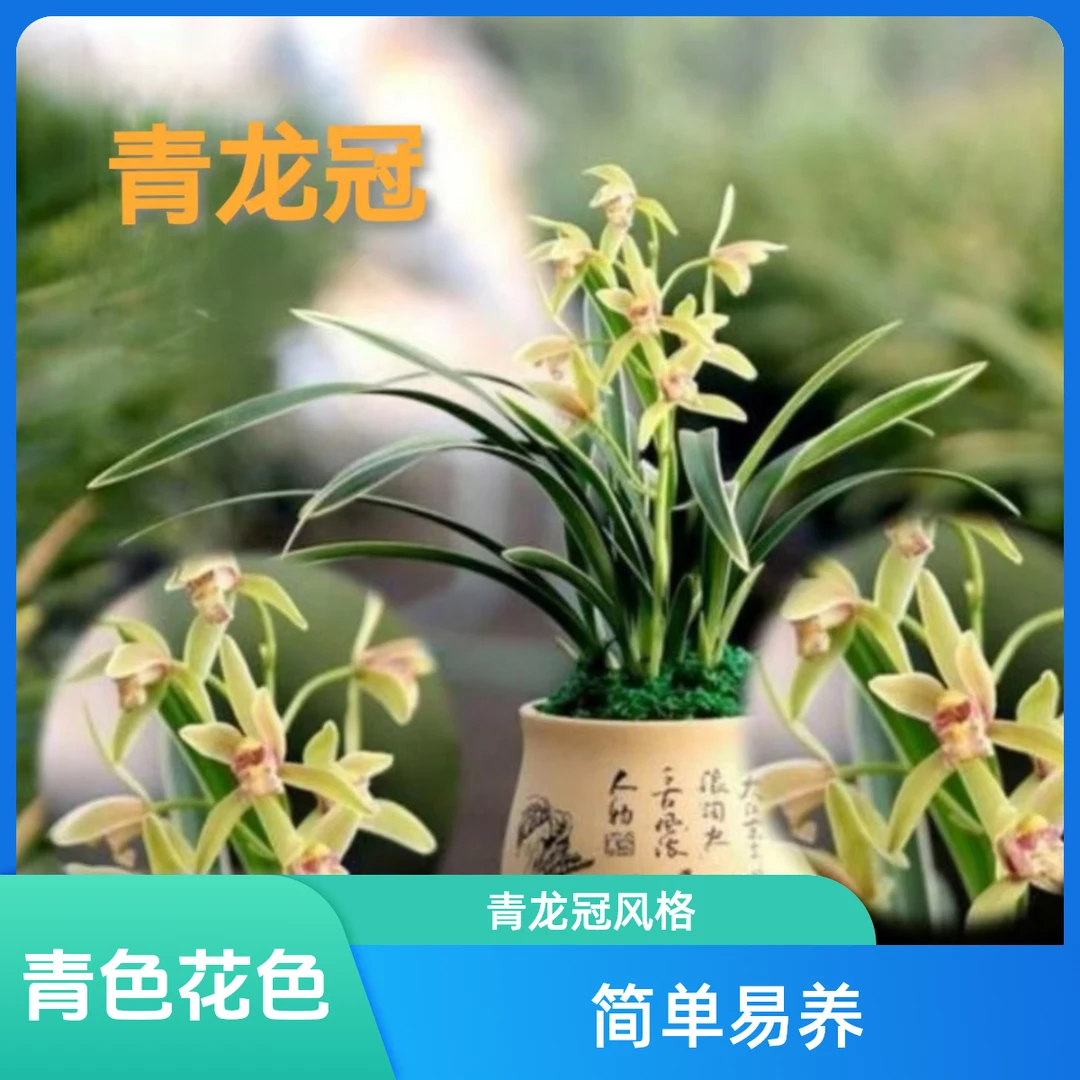 建兰金边[青龙冠]兰花花艺双全花卉
