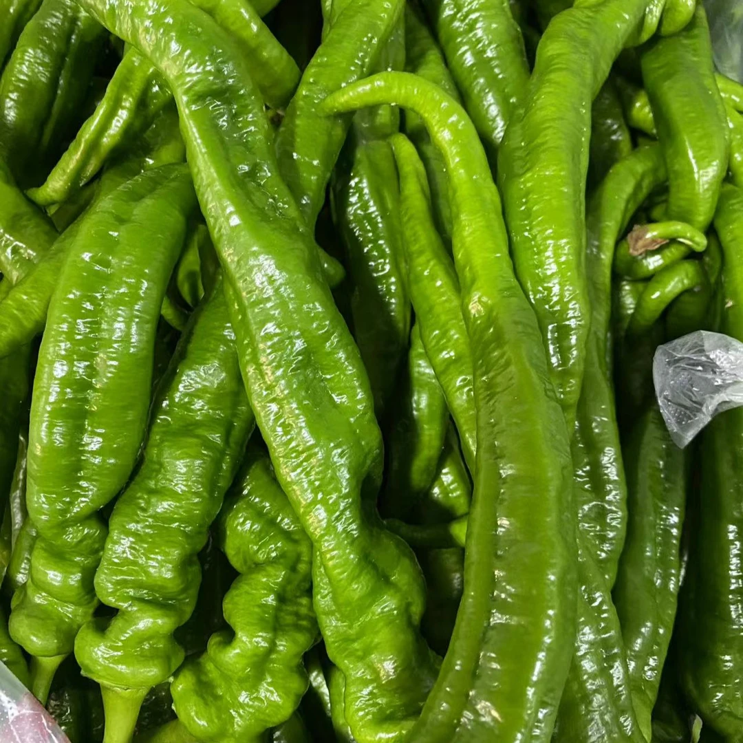 青泽农场-本地大棚现在螺丝椒3斤装