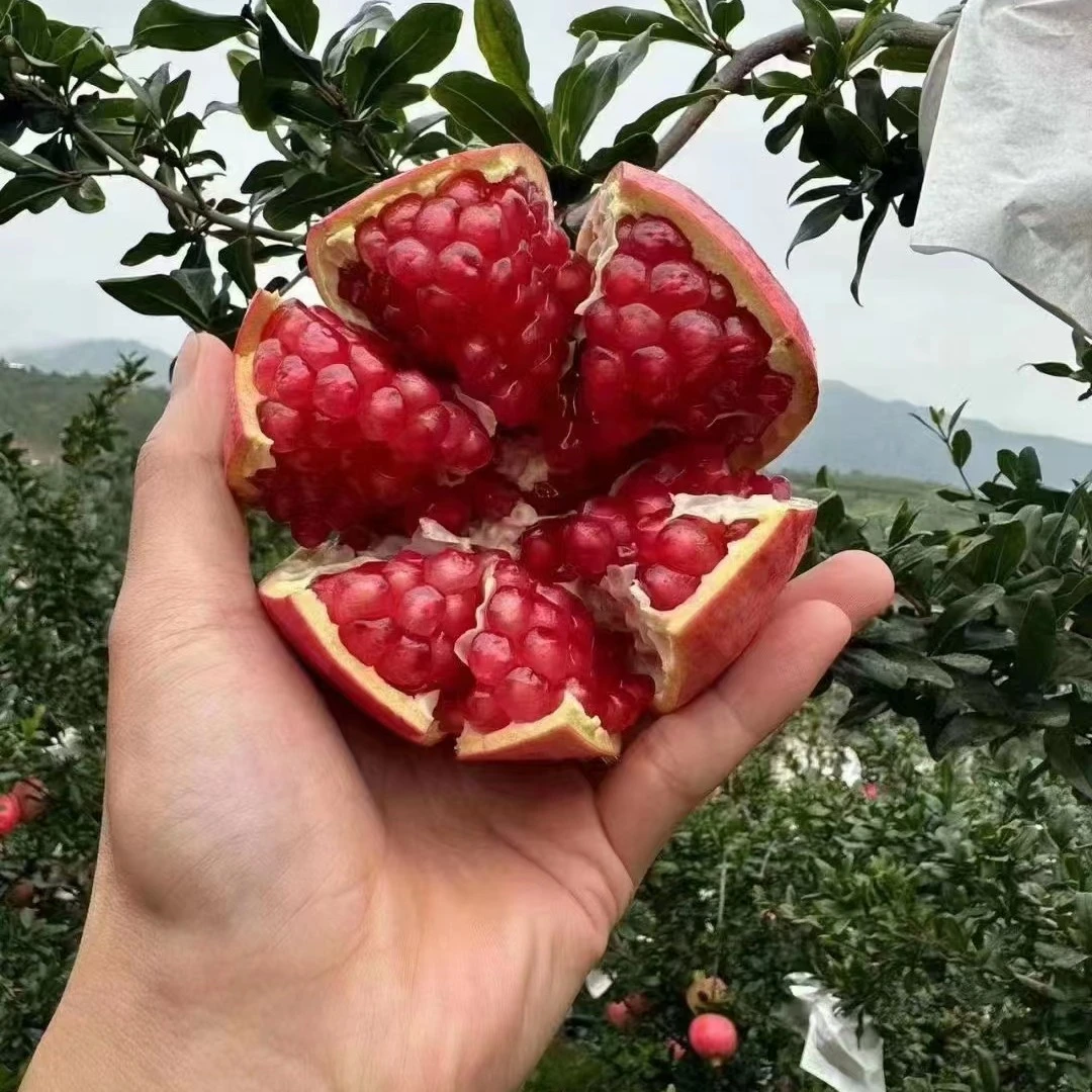 京东快递-四川会理软籽石榴大果5个装4-4.5斤