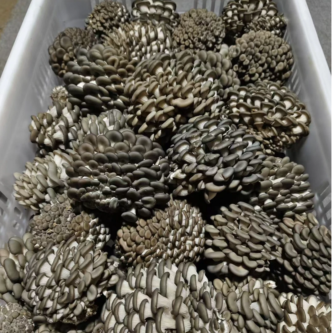 本地蘑菇芽鲜嫩爽口现摘现发3斤装（京东快递）