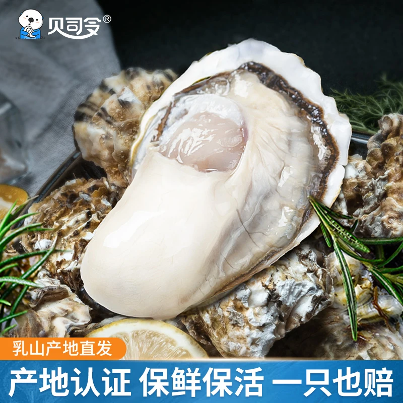 【贝司令】鲜活乳山生蚝牡蛎 2-8两/个 买4斤送4斤 到手8斤