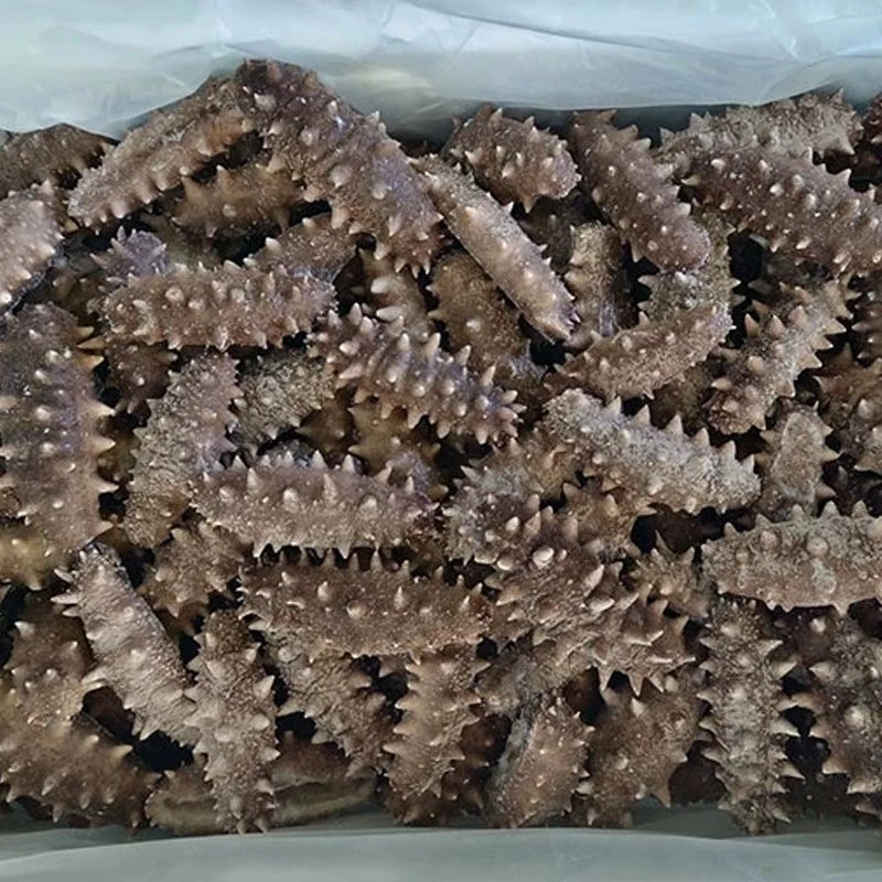 正宗鲜食海参口感Q弹顺丰冷链发货