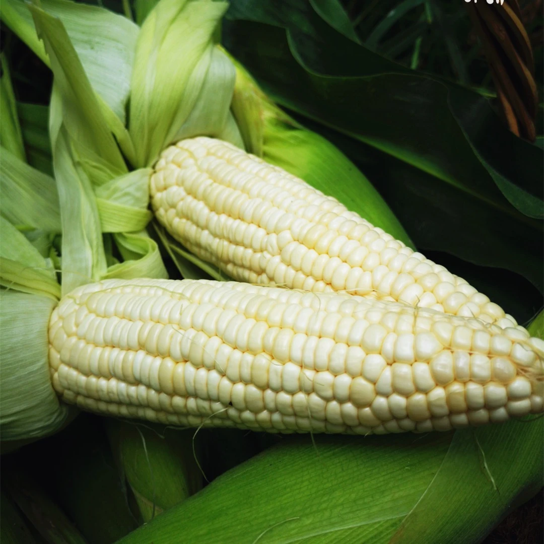【永川同城到家】臻果味第33车广西小王子甜糯白玉米到货5斤/10斤装白糯玉米广西壮族自治区