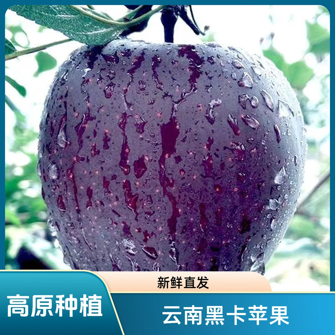 云南昭通黑卡苹果黑钻当季现摘精品纯甜多汁新鲜应季水果自然好吃