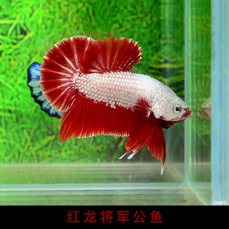 6-100米印尼将军泰国伴月斗鱼活鱼