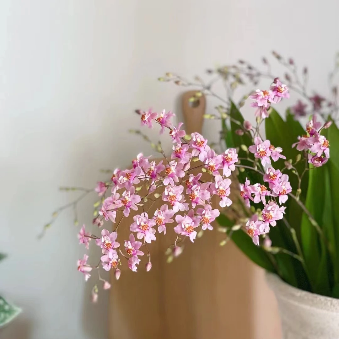 梦香兰小杯【直播间一物一拍】