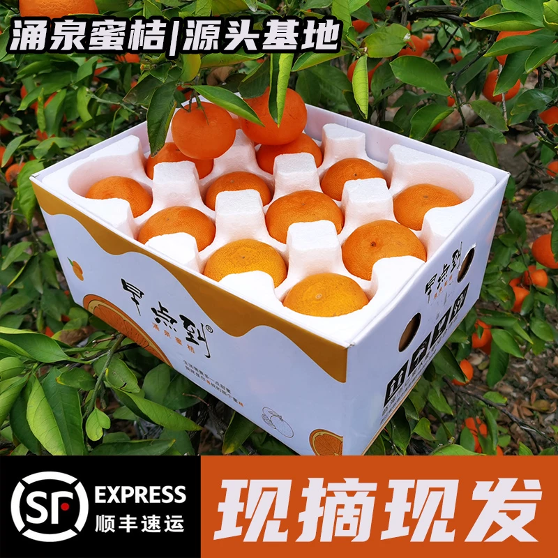 【顺丰包邮】涌泉蜜桔早熟宫川无核蜜桔台州黄岩蜜橘新鲜水果无籽