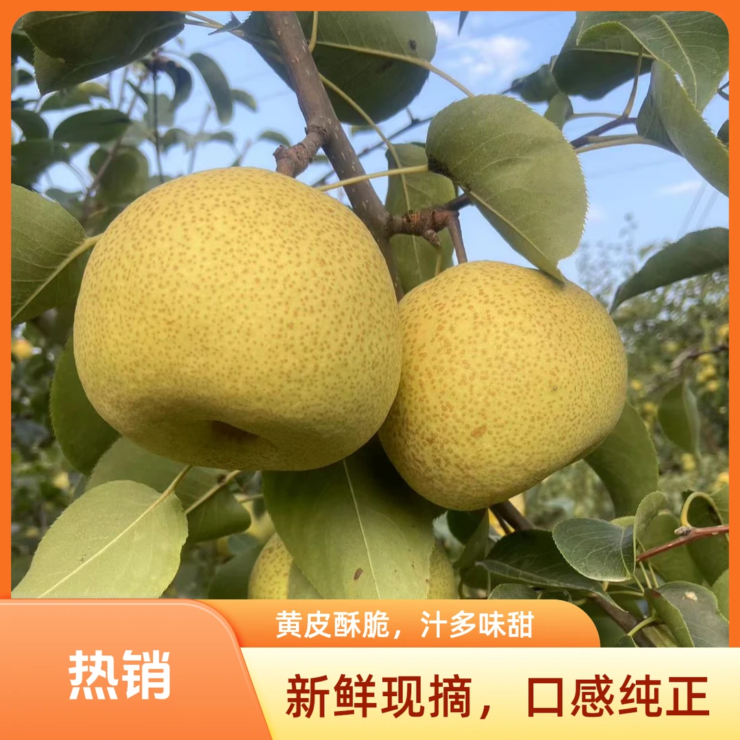 （顺丰包邮现采现发 正宗砀山酥梨 百年老树爆汁纯甜 爽口皮薄好吃